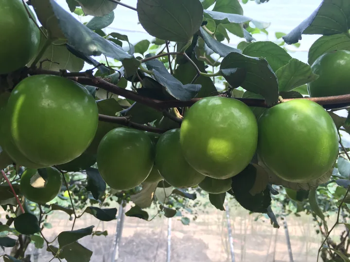 Large fresh green Indian jujubes of the Taiwanese Kaohsiung No. 12 cultivar growing attached to a branch in an orchard.
