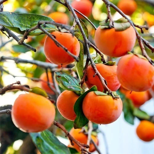 Orange persimmons growing on leafy branches