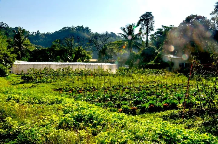 Rows of vegetables with trees, greenhouses and hills beyond