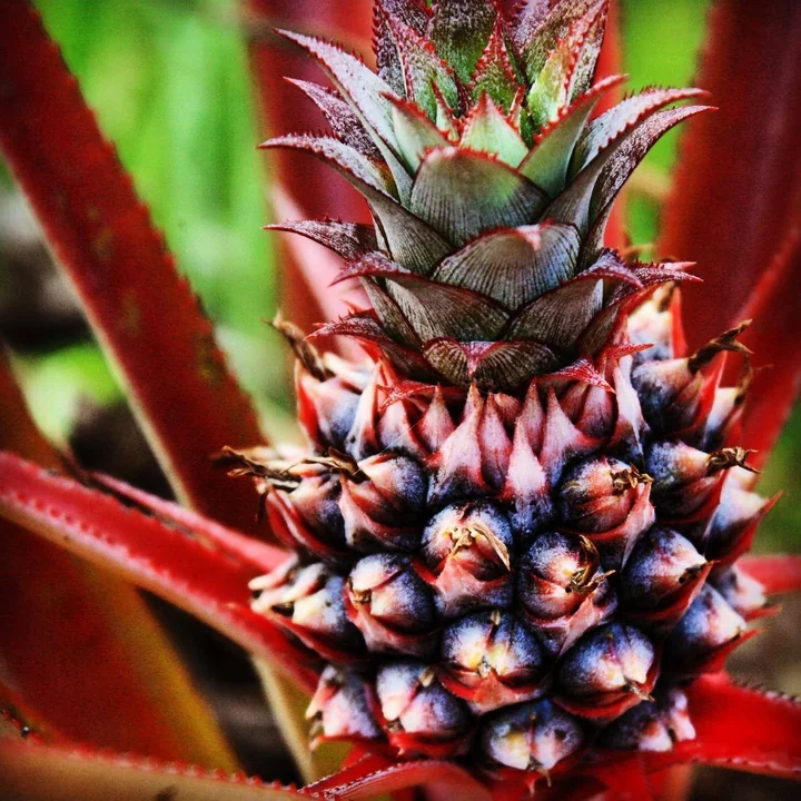 A young red and green pineapple growing among spiky leaves