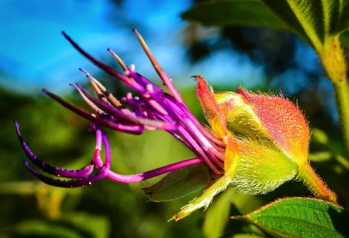 A close-up of a vivid pink and orange flower bud in the garden