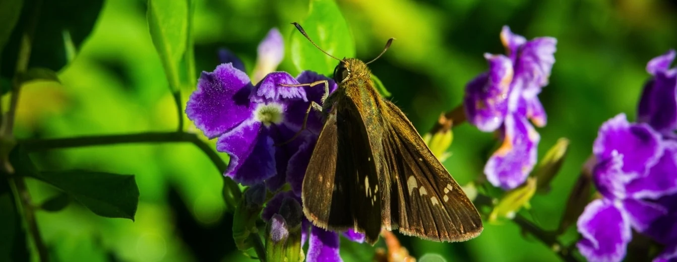 A butterfly resting on purple flowers in a green garden