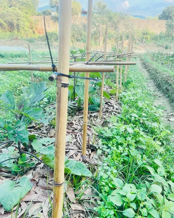 Eggplants and coriander growing together in a vegetable bed
