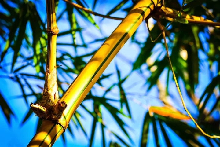 Golden bamboo stems and leaves against a blue sky