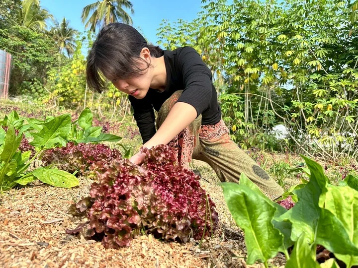 A woman harvesting red lettuce from a vegetable bed