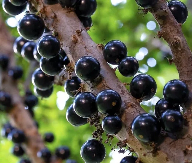 Dark jabuticaba fruits growing on the tree trunk