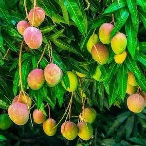 Ripening mangoes hanging on a tree