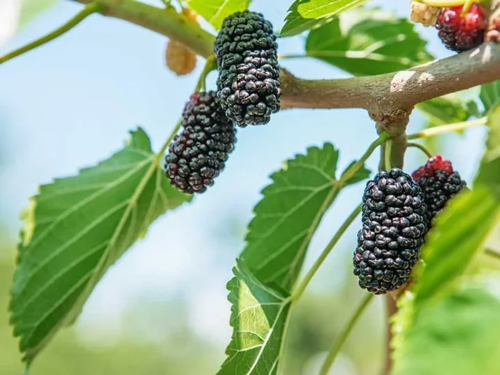Dark and red mulberries ripening on a branch