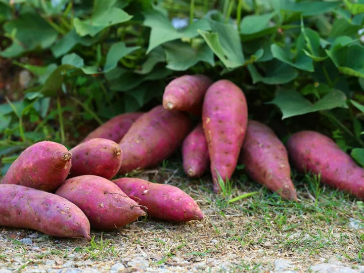 Freshly harvested purple sweet potatoes beside green leaves