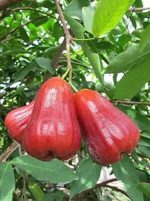Glossy red wax apples growing on a branch